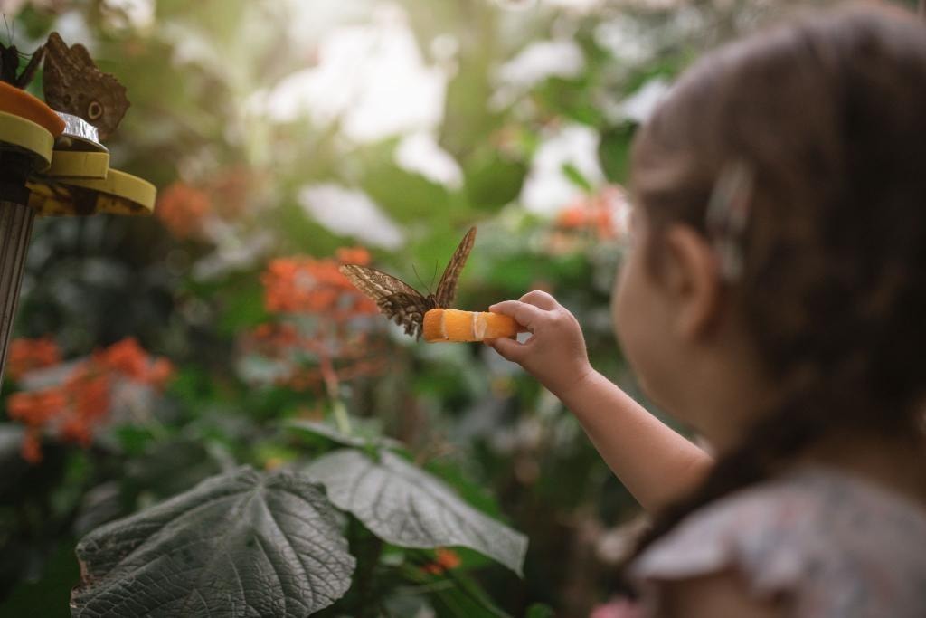 Knollwood Children's STEAM Garden/Pollinator Kit